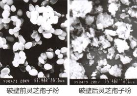 超微粉碎機(jī)是不是破壁機(jī)？什么是破壁？